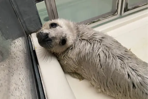 WeSeeDoetje: zeehondenpup in Zeehondencentrum Pieterburen