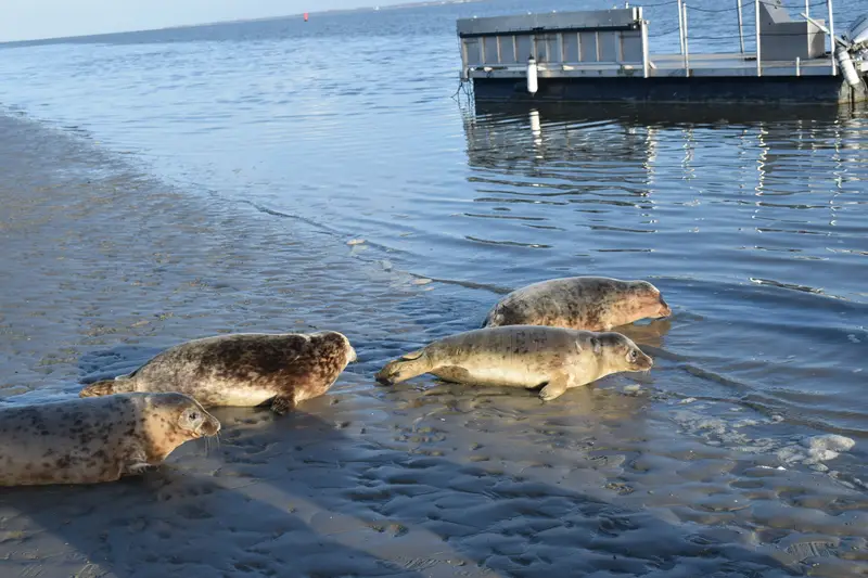 WeSeeDoetje en haar maatje zwemmen de zee in.