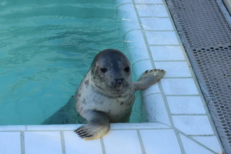 WeSeeDoetje zwemt met veel plezier in het water