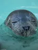 WeSeeDoetje_Zeehondencentrum_Pieterburen_07-03.original