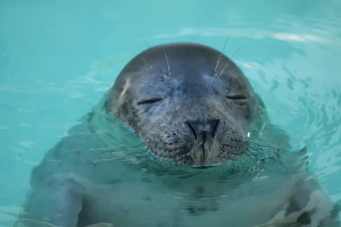 Een foto van een Zeehondje die met zijn hoofd uit het water steekt
