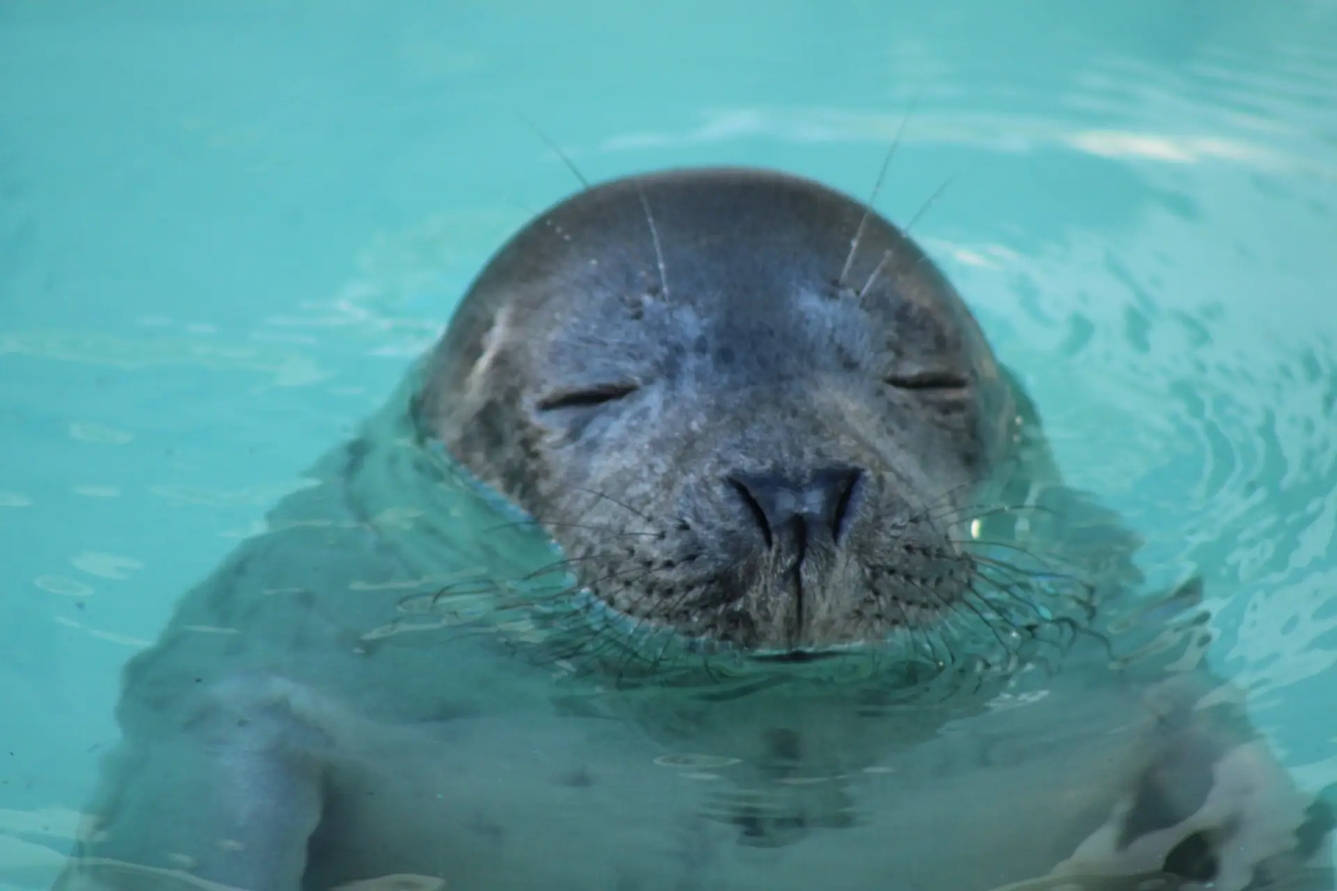 De zeehond WeSeeDoetje geniet van de zon in zeehondencentrum Pieterburen